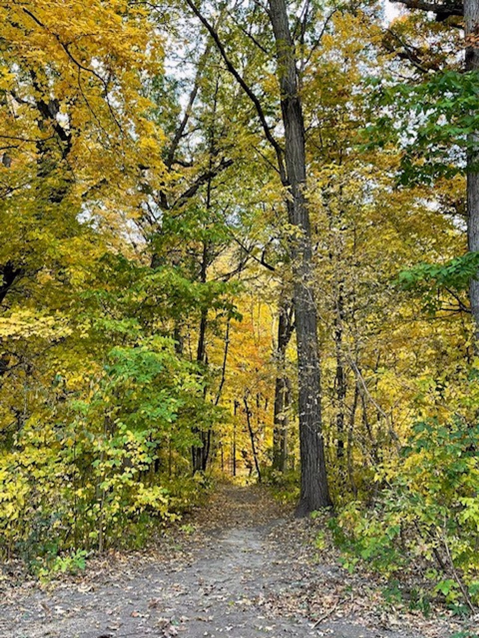 Tiburon Park Walking Trail